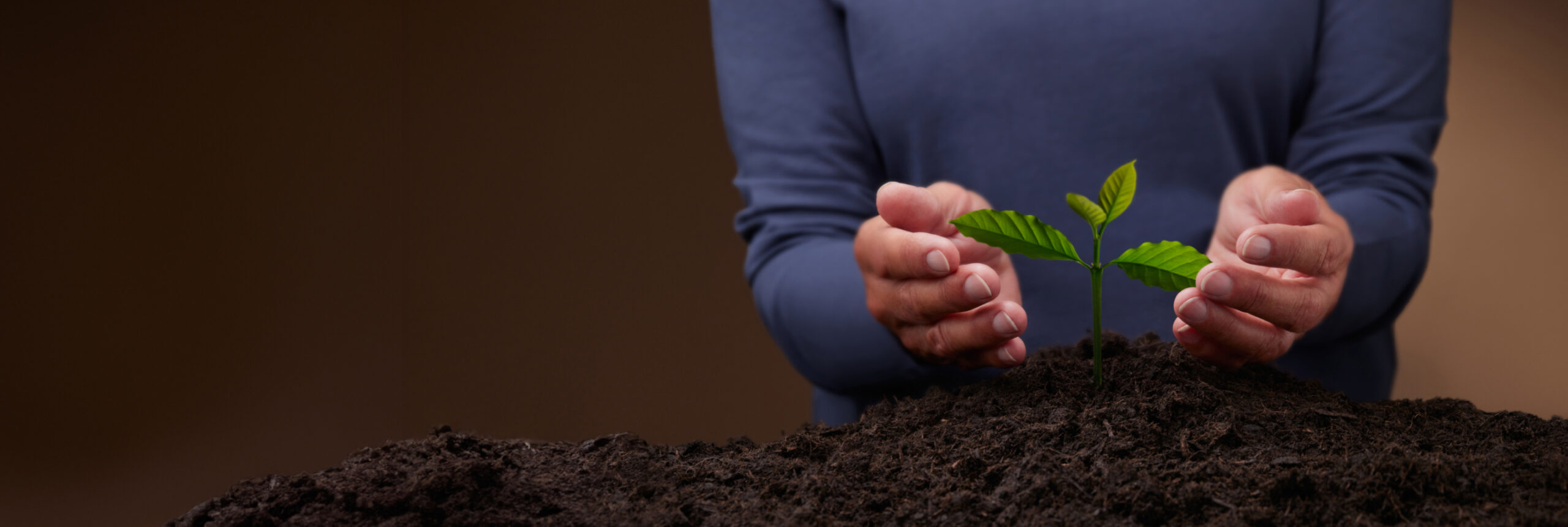 Une personne vêtue d'une chemise bleue pose délicatement ses mains autour d'une petite plante verte qui pousse dans une terre riche et sombre. L'arrière-plan est flou, ce qui crée un focus calme sur les soins apportés à la jeune plante.