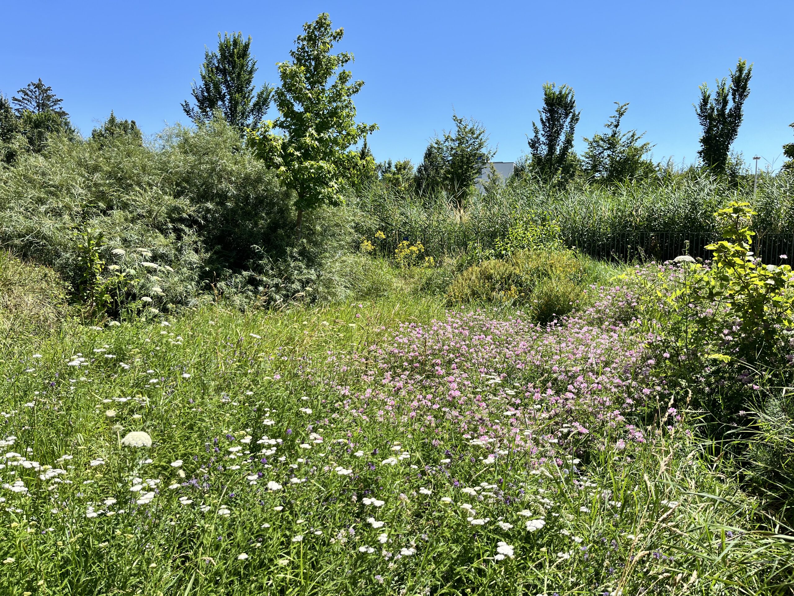 Blumenwiese in der Siedlung Jardin du Paradis in Biel