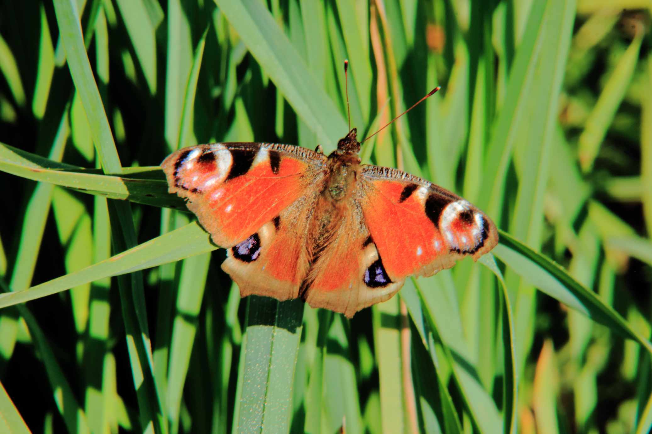 Ein Schmetterling mit leuchtend roten Flügeln und markanten augenähnlichen Flecken sitzt auf grünen Blättern und sonnt sich im Sonnenlicht.